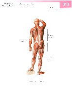 Sobotta Atlas of Human Anatomy  Head,Neck,Upper Limb Volume1 2006, page 20
